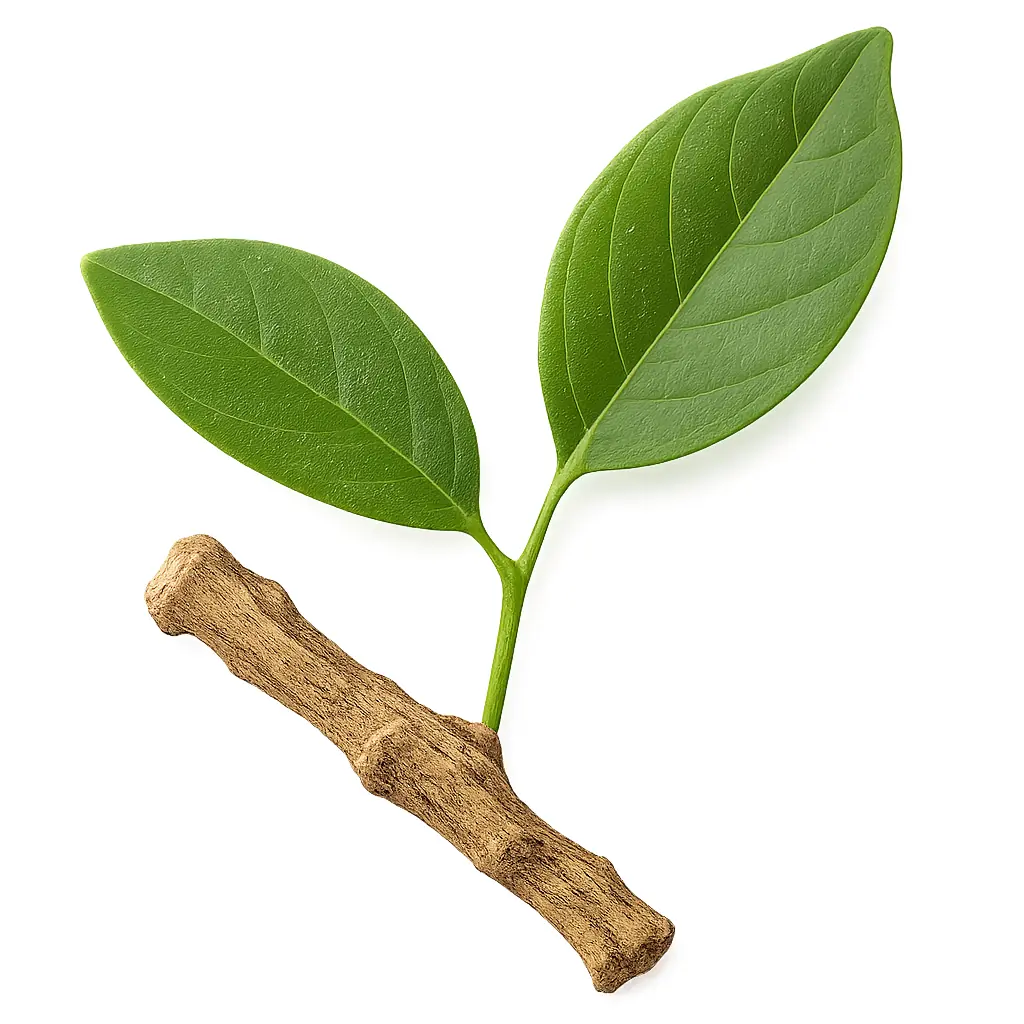Muira puama — extracto natural energizante de la Amazonía